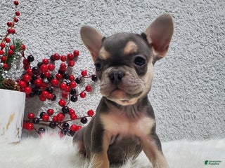 French Bulldog dogs for sale: Millie - Ad 2