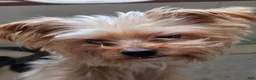 Mixed Breed dogs for sale: Oreo - Ad 6
