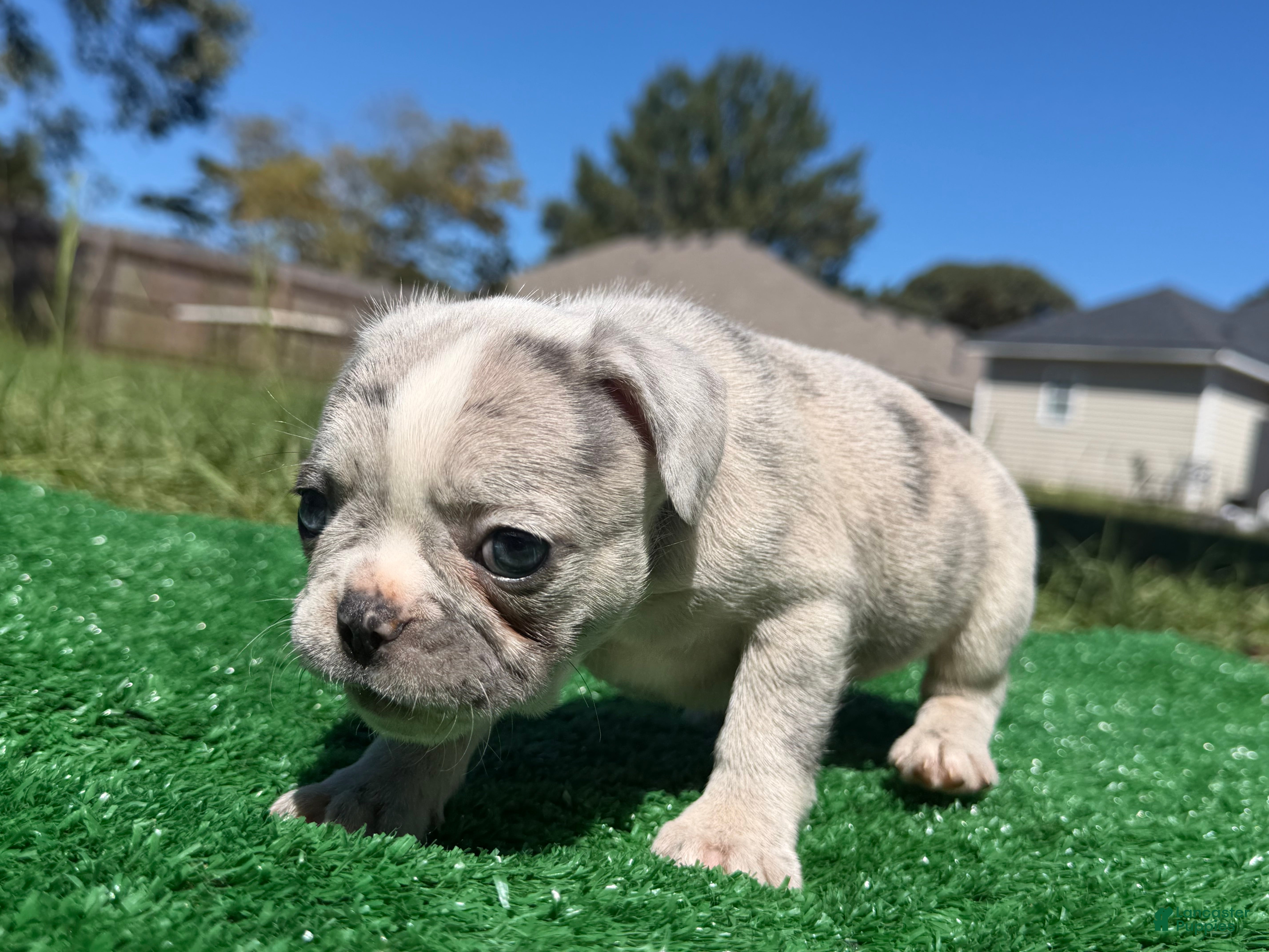 French Bulldog dogs French Bulldog 1 - Ad 14