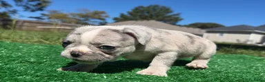 French Bulldog 1