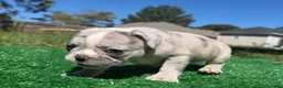 French Bulldog dogs for sale: French Bulldog 1 - Ad 1