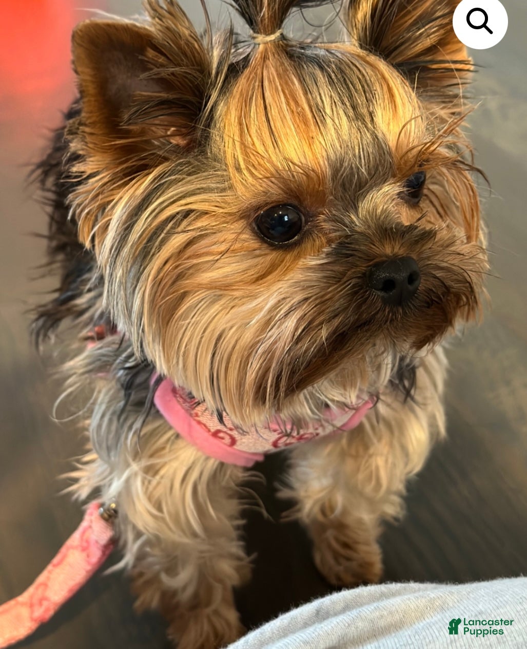 Yorkshire Terrier dogs Bella - Ad 2