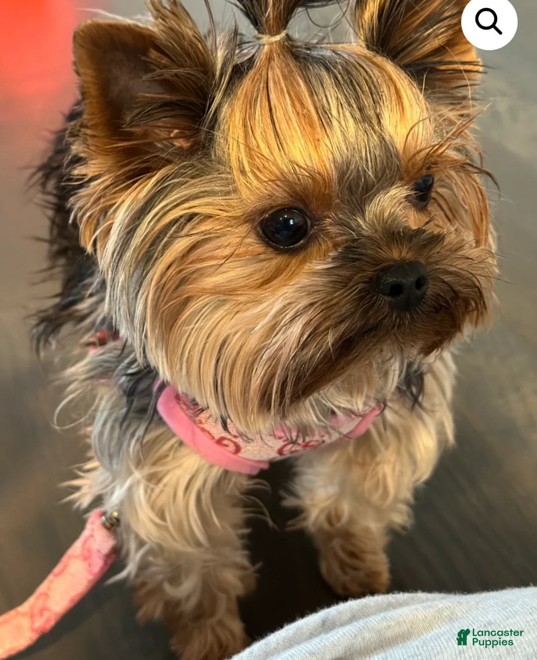 Yorkshire Terrier dogs for sale: Bella - Ad 2