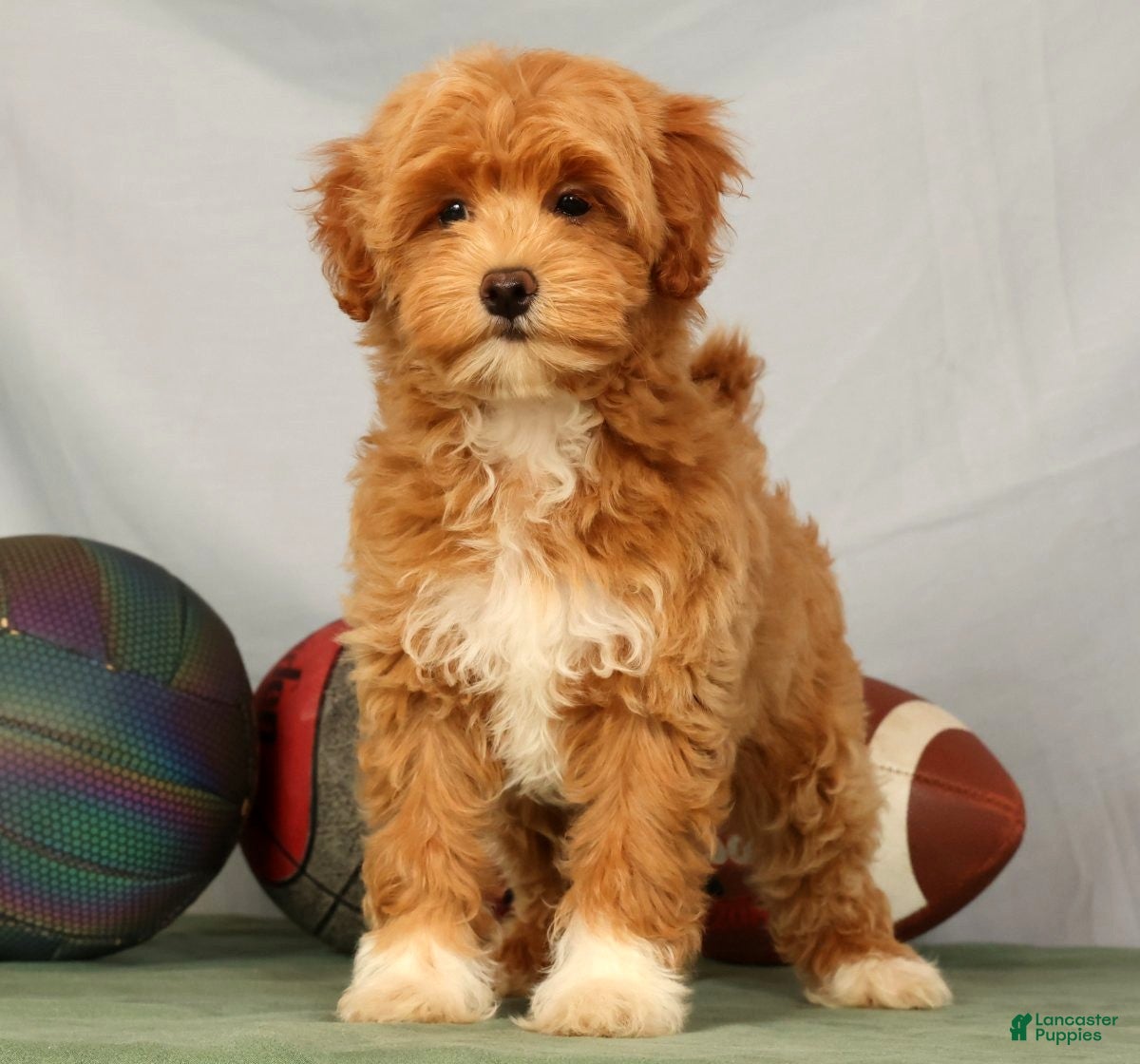 Havapoo dogs Tasha - Ad 1