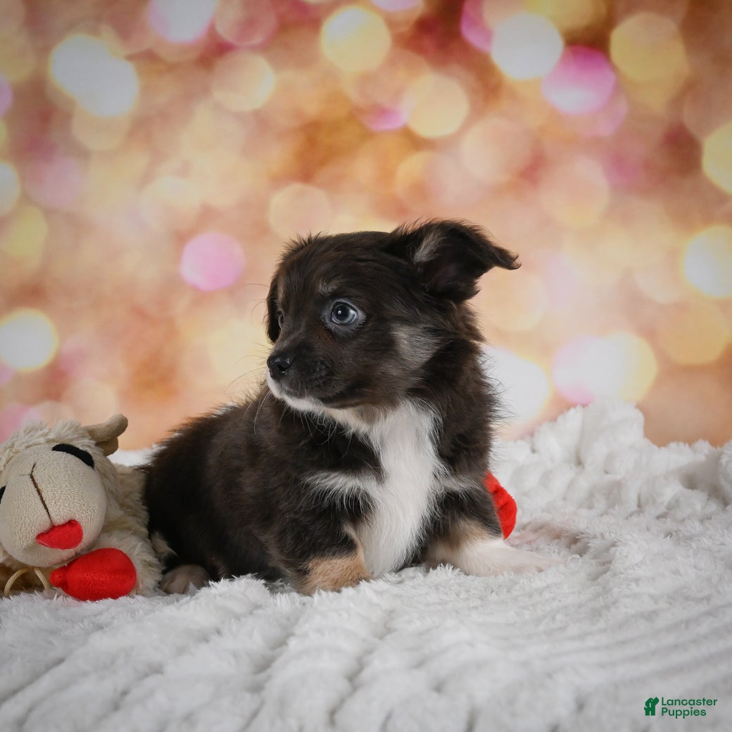 Chihuahua dogs Barney - Ad 2