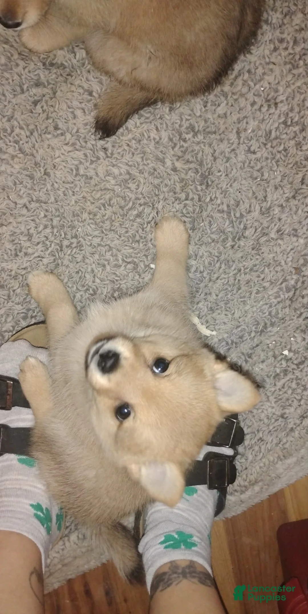 Mixed Breed dogs for sale: Mixed Breed Puppy 1 - Ad 6