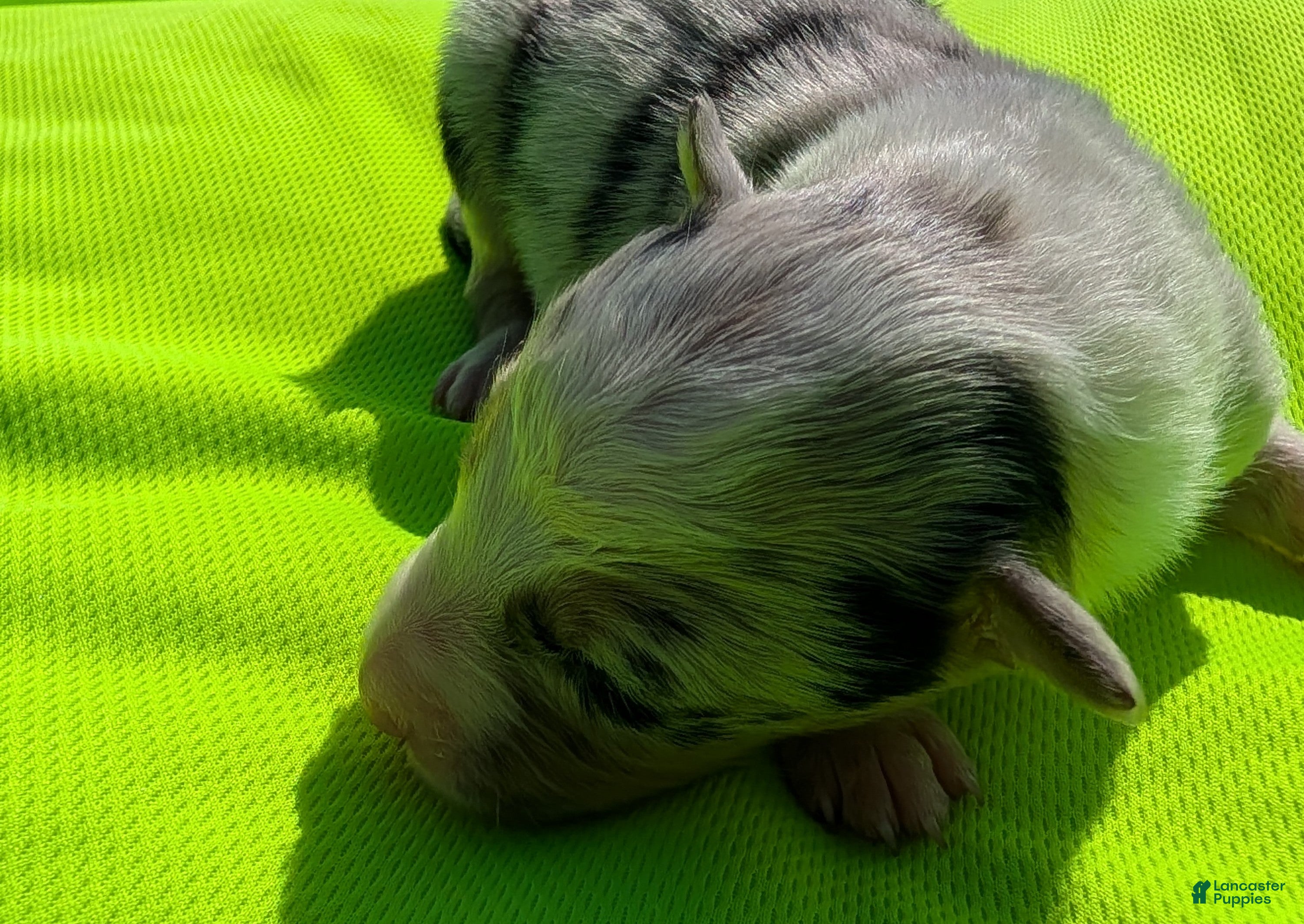 Border Collie dogs for sale: Puppy #4 - Ad 5