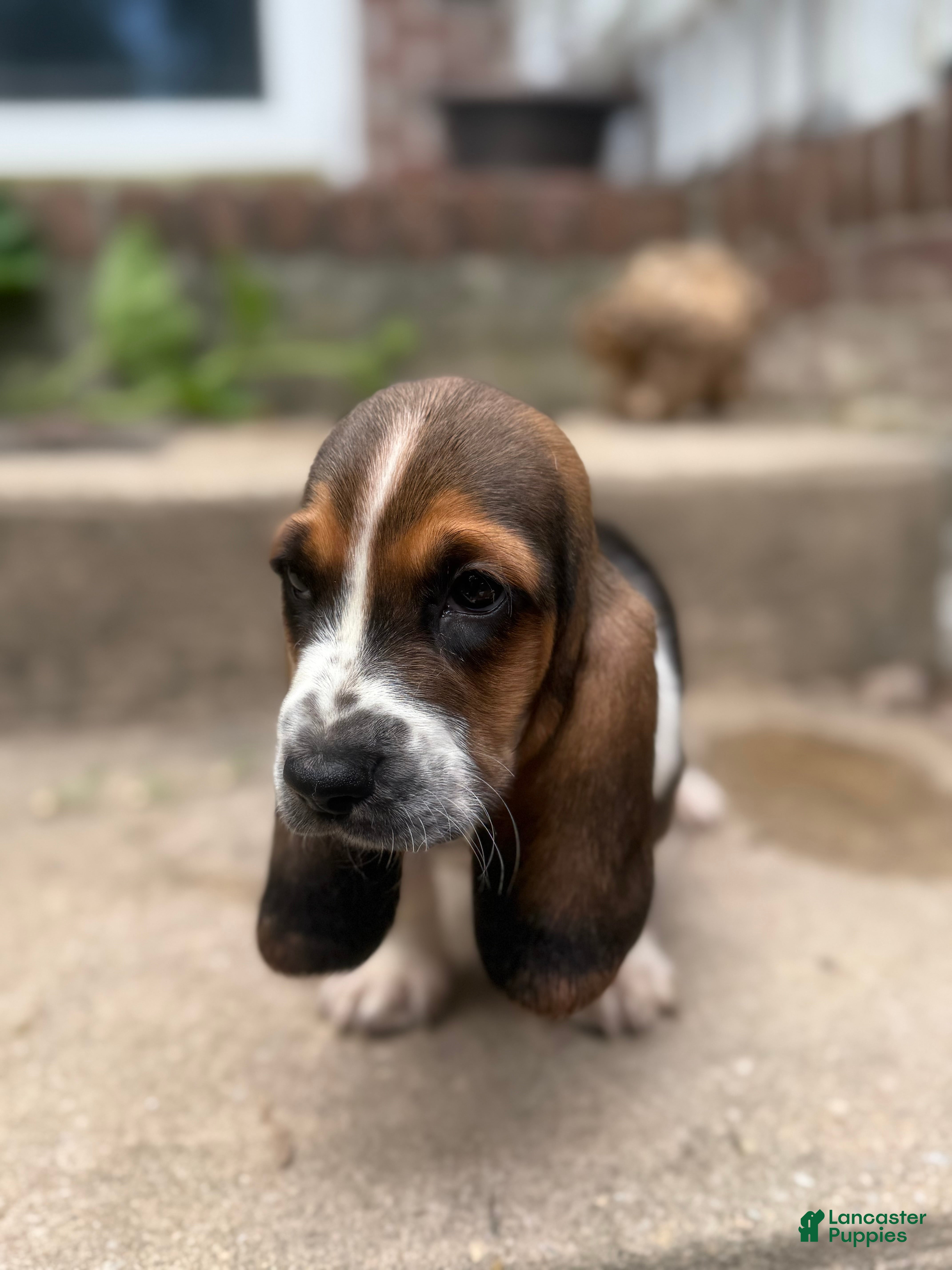 Basset Hound Jack Russell X Beagle Puppies For Sale 85 Beagle