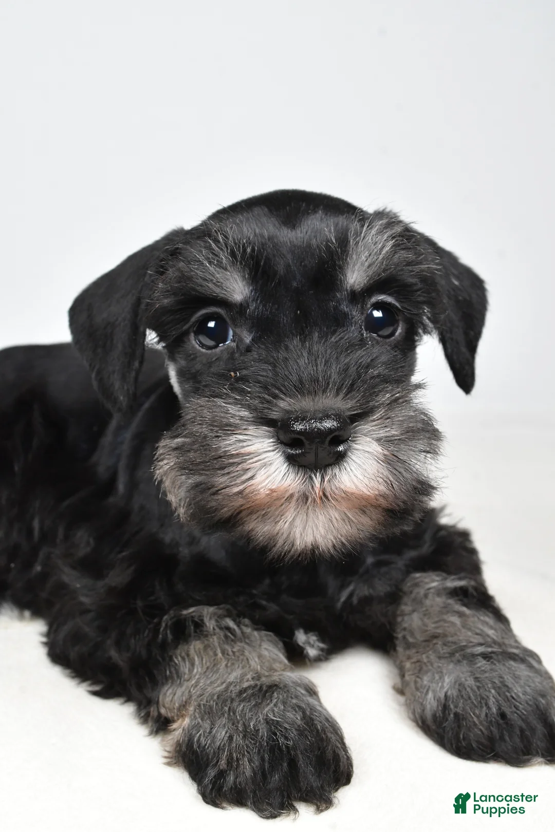Miniature Schnauzer dogs for sale: Codi - Ad 7