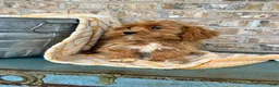 Cavapoo dogs for sale: Ava - Ad 2