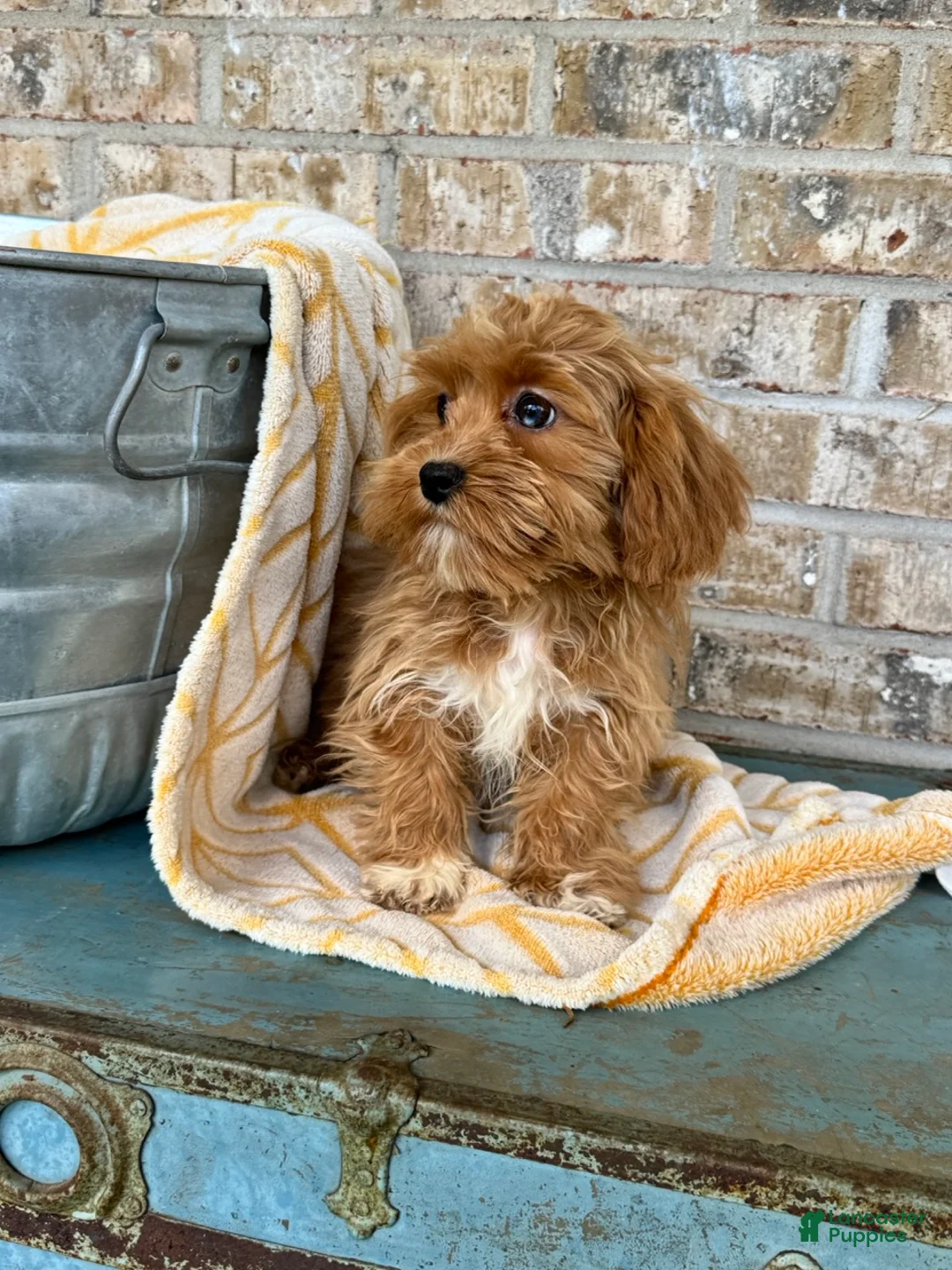 Cavapoo dogs for sale: Ava - Ad 2