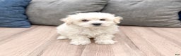 Bichpoo dogs for sale: Milo - Ad 2