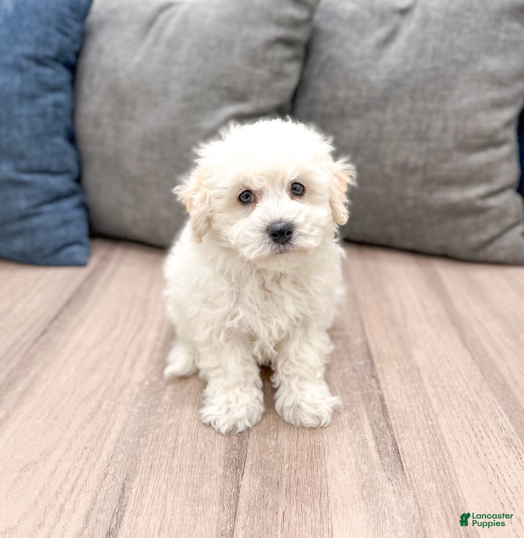 Bichpoo dogs for sale: Milo - Ad 2
