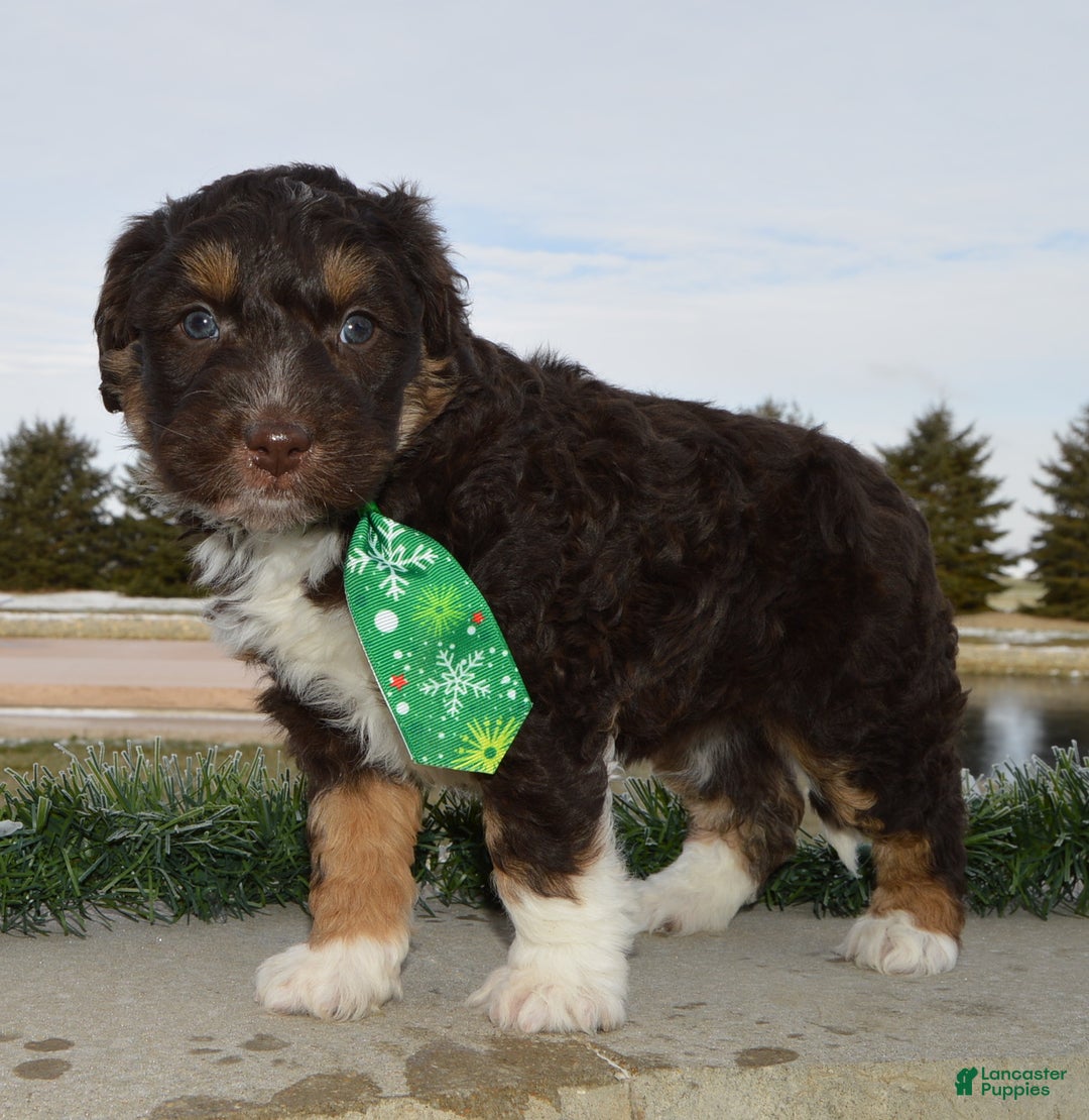 Mini Aussiedoodle dogs for sale: Mini Archie - Ad 19