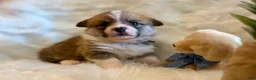 Welsh Corgi Pembroke dogs for sale: Gino (Blue Collar) - Ad 5