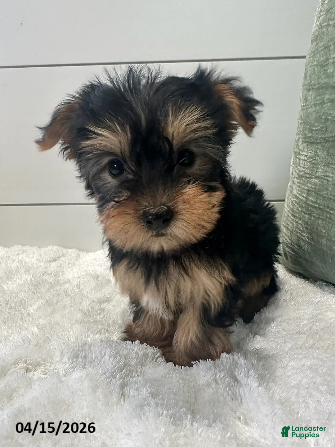 Yorkshire Terrier dogs for sale: Belle - Ad 2