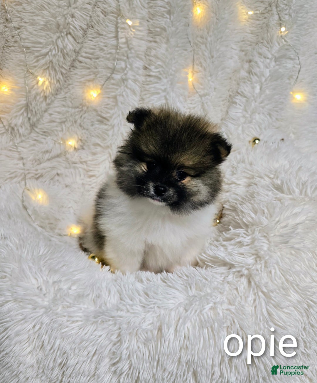 Pomeranian dogs for sale: Opie - Ad 3