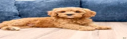 Cavapoo dogs for sale: Bryce - Ad 2