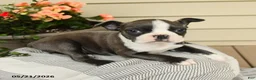 Boston Terrier dogs for sale: Bella   - Ad 3