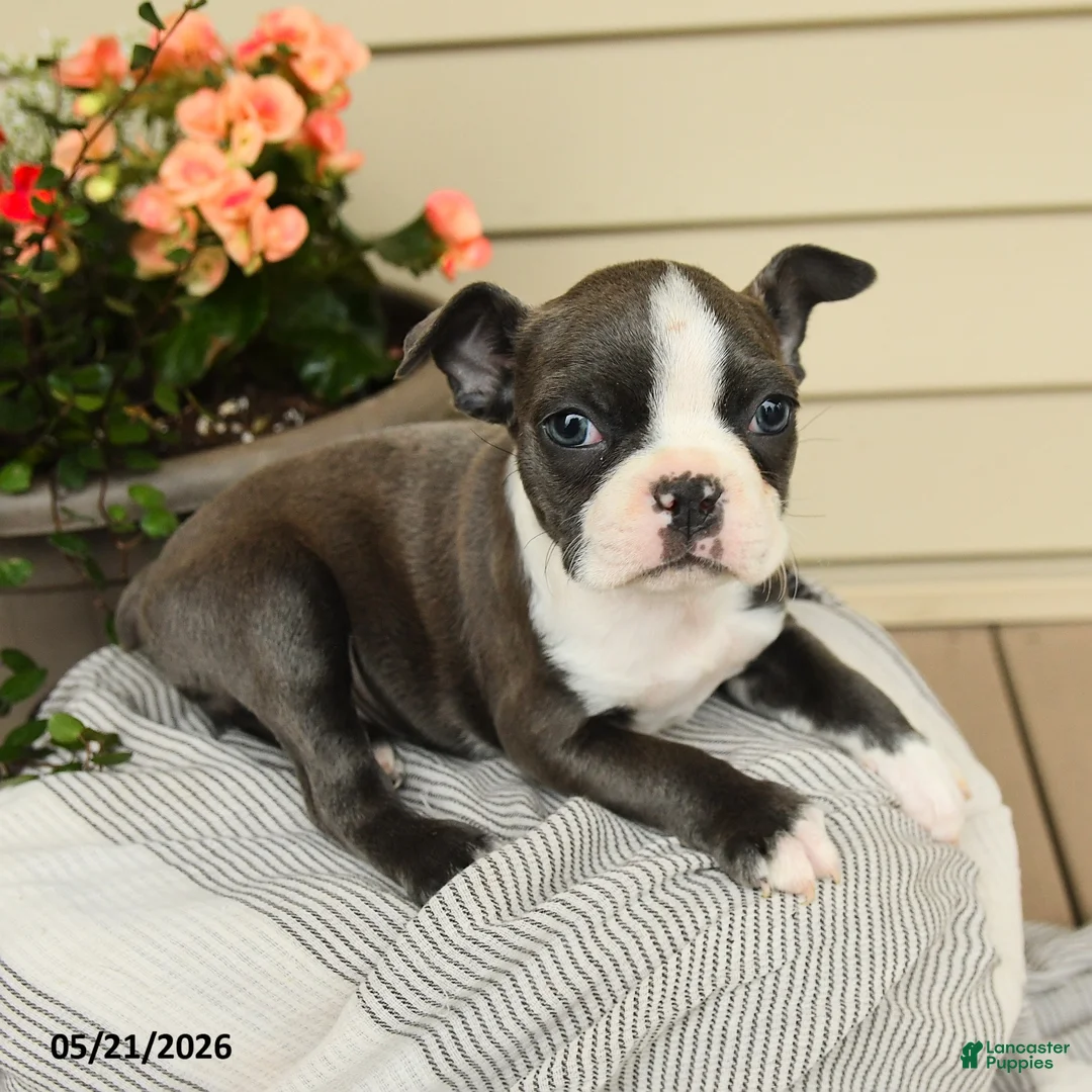 Boston Terrier dogs for sale: Bella   - Ad 3