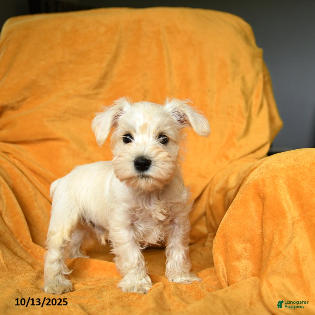 Schnoodle dogs for sale: Everett - Ad 14