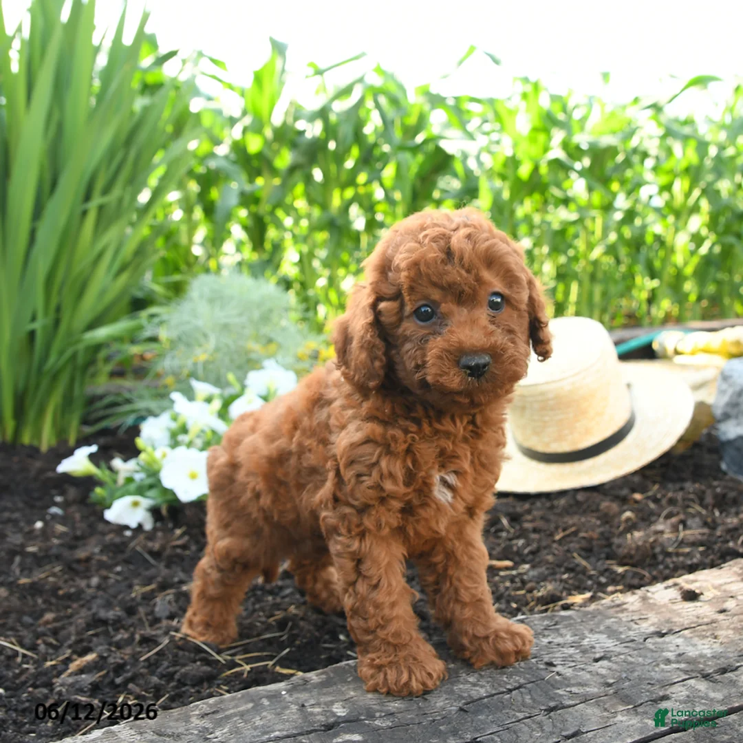 Miniature Poodle dogs for sale: Claire - Ad 2