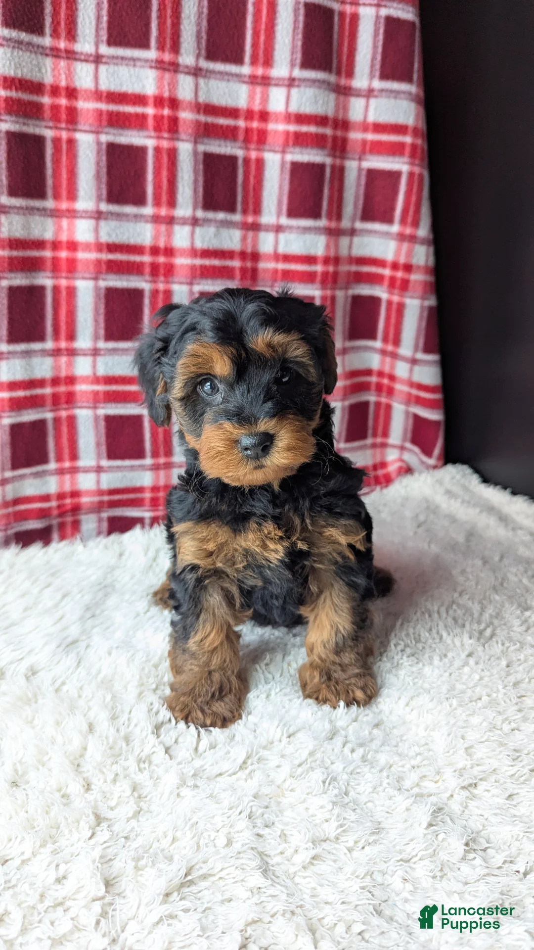 Yorkiepoo dogs for sale: Apollo - Ad 14