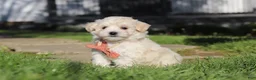Maltipoo dogs for sale: Elliot - Ad 3