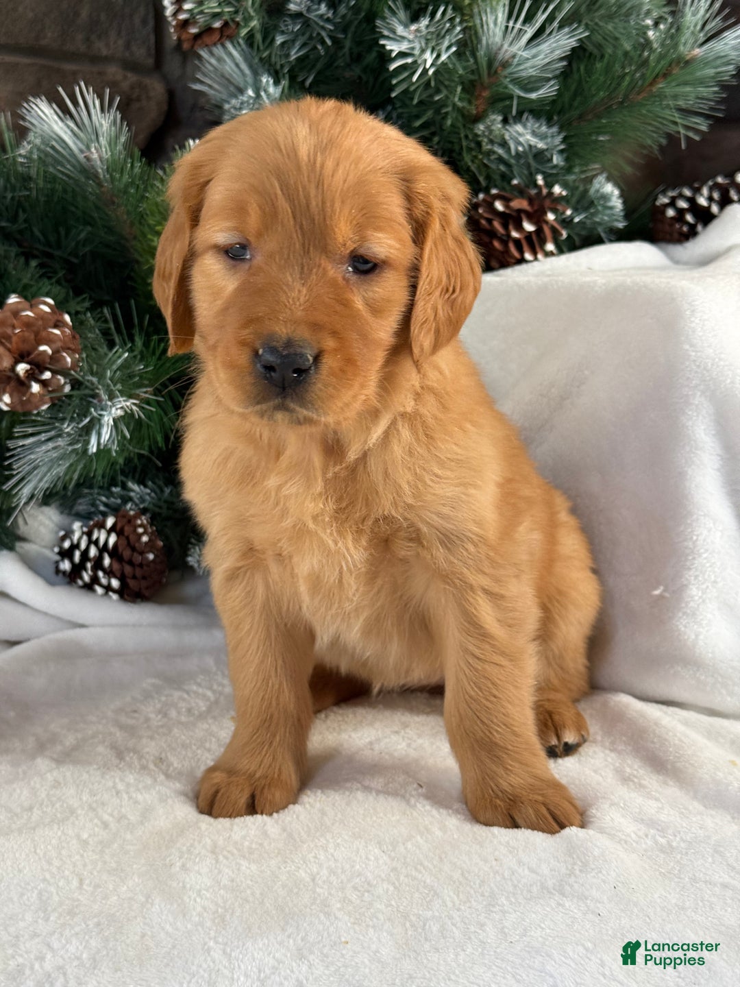 Golden Retriever dogs for sale: Nova  - Ad 1