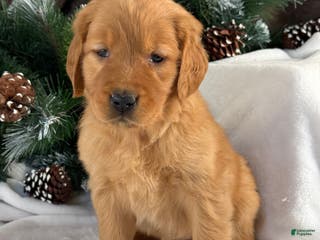 Golden Retriever dogs Nova - Ad 19