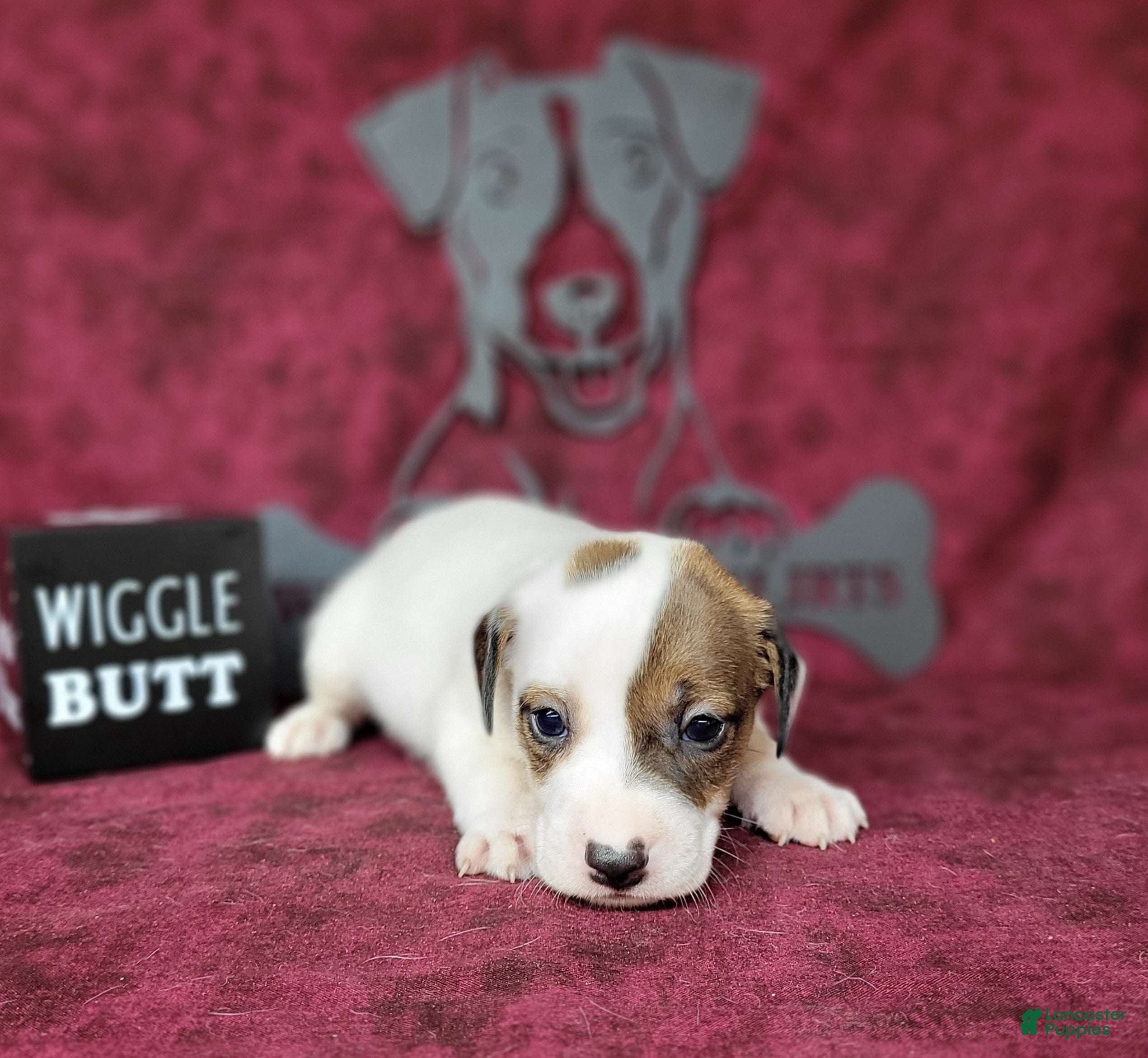 Jack Russell Terrier dogs Percy CKC male - Ad 2