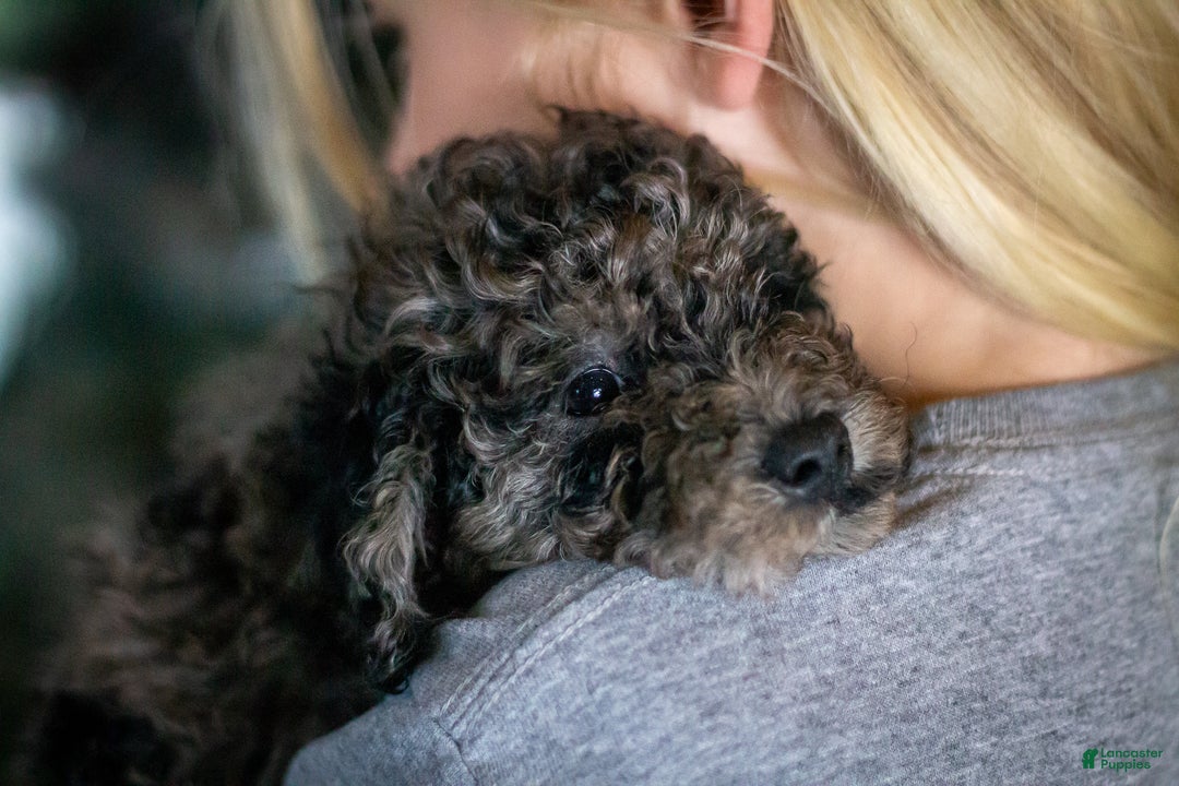 Bichpoo dogs for sale: Jingle  - Ad 4