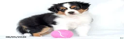 Miniature Australian Shepherd dogs for sale: Shila - Ad 3