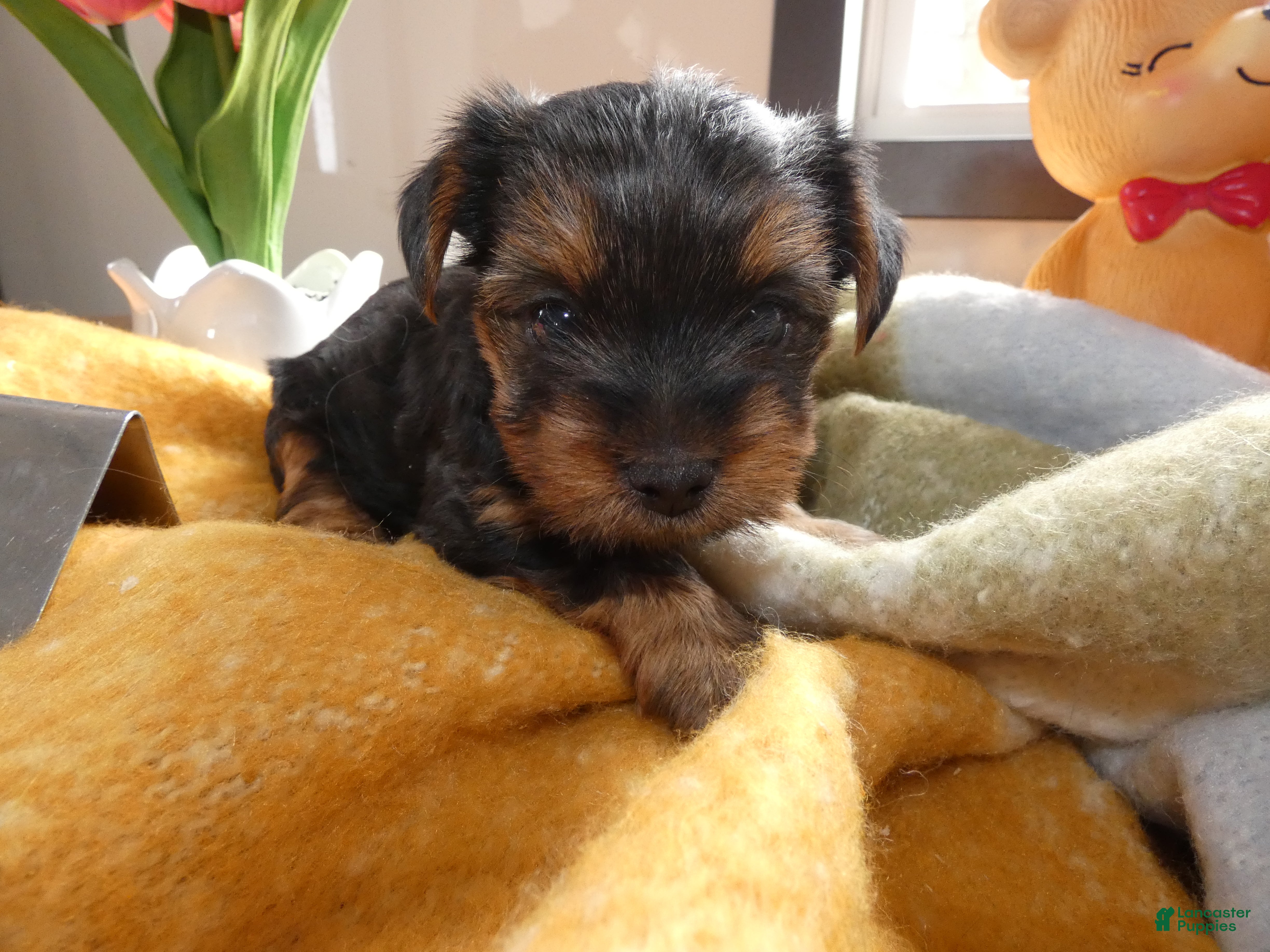 Yorkshire Terrier dogs Yorkshire Terrier Puppy 4 - Ad 30