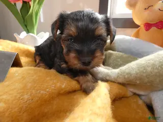 Yorkshire Terrier dogs Yorkshire Terrier Puppy 4 - Ad 30