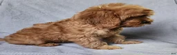 Cavapoo dogs for sale: Hershey - Ad 21