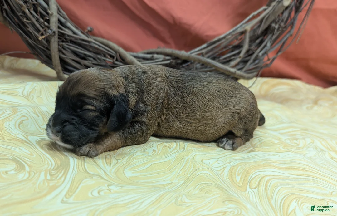 Cockapoo dogs for sale: Magi Lune - Ad 2