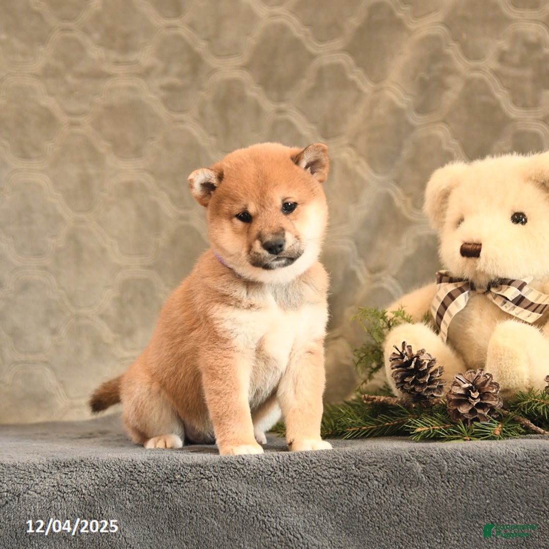 Shiba Inu dogs for sale: Tinsel - Ad 3