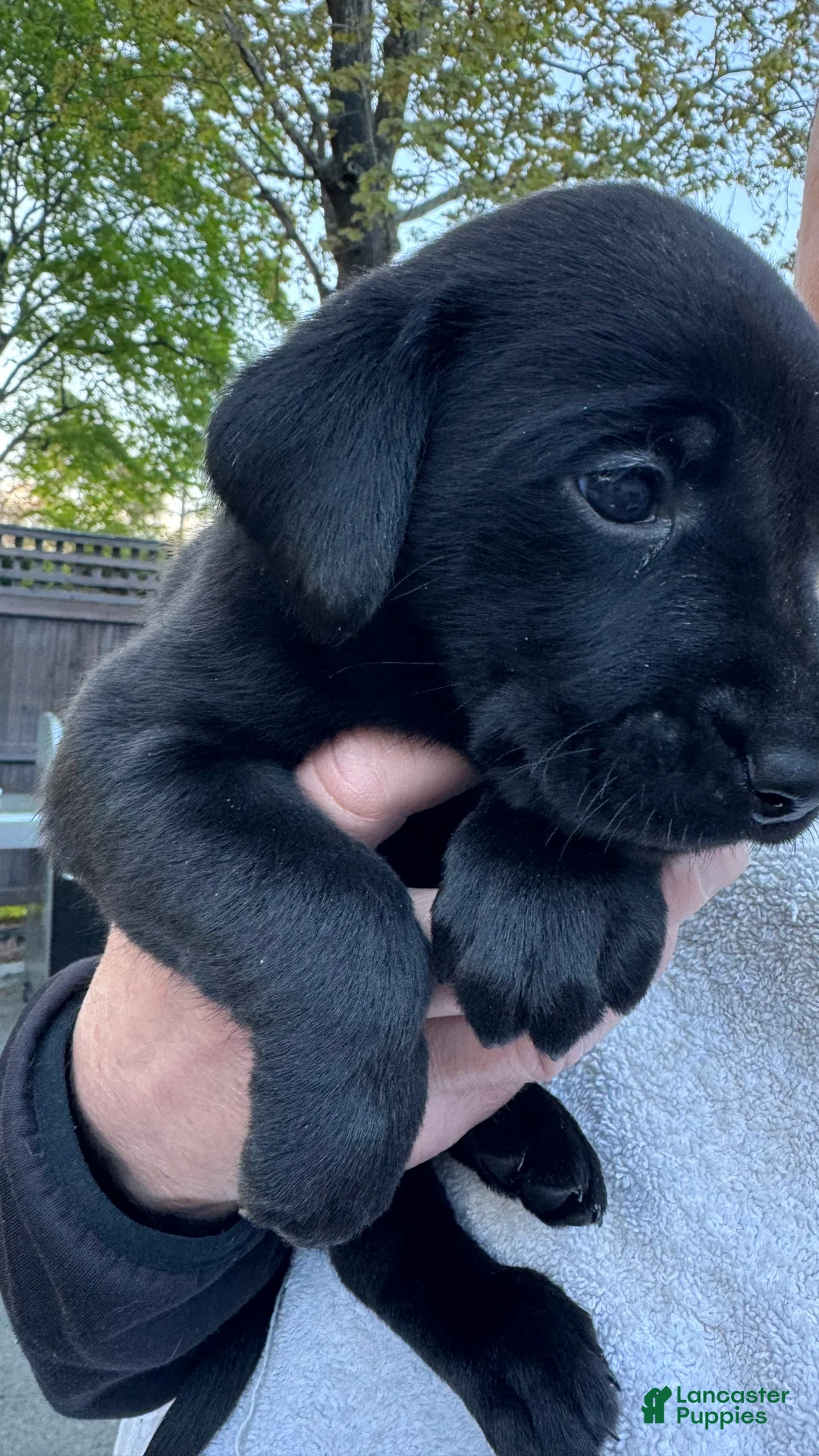 Labrador Retriever dogs for sale: Labrador Retriever Puppy 2 - DK Blue - MALE - Ad 1
