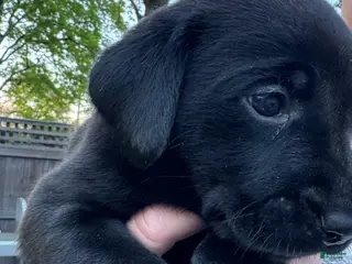 Labrador Retriever dogs for sale: Labrador Retriever Puppy 2 - DK Blue - MALE - Ad 4