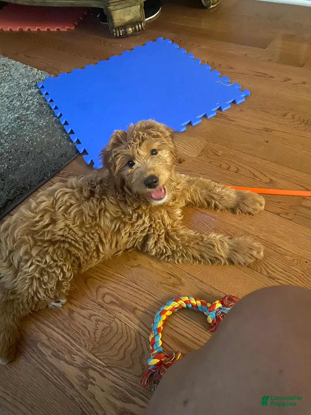 Goldendoodle dogs for sale: Goldendoodle Puppy 1 - Ad 5