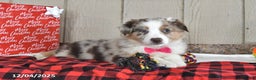 Australian Shepherd dogs for sale: Ginger - Ad 5