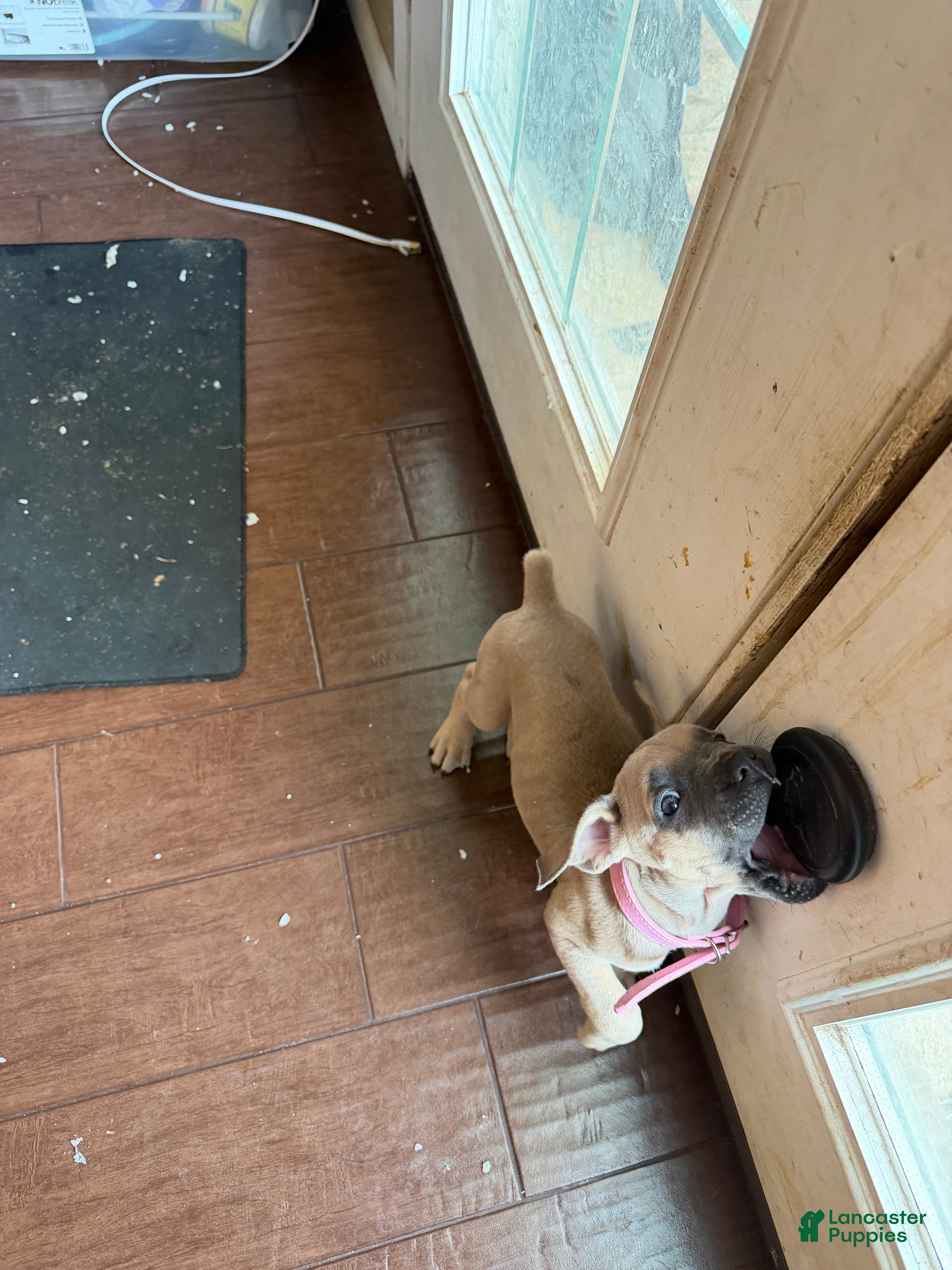Cane Corso dogs Beyoncé  - Ad 2
