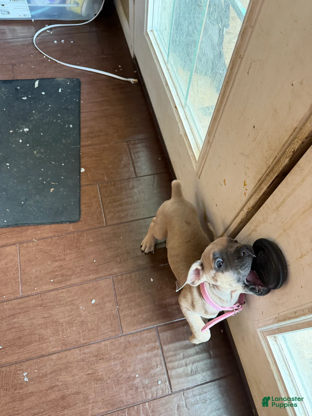 Cane Corso dogs for sale: Beyoncé  - Ad 2