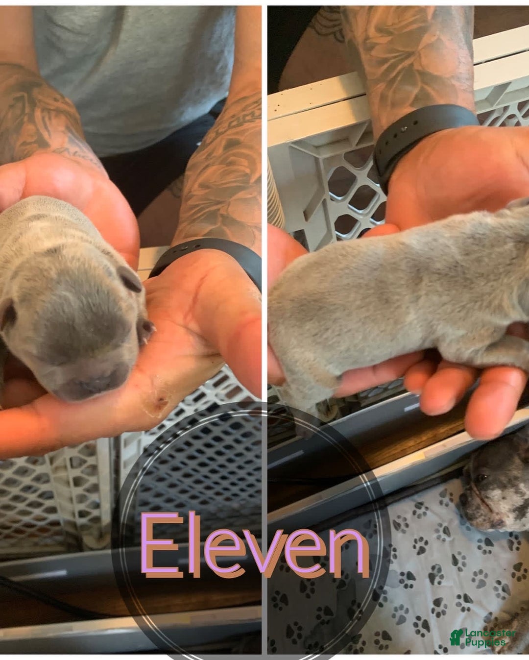 Gallery Image {{count}}