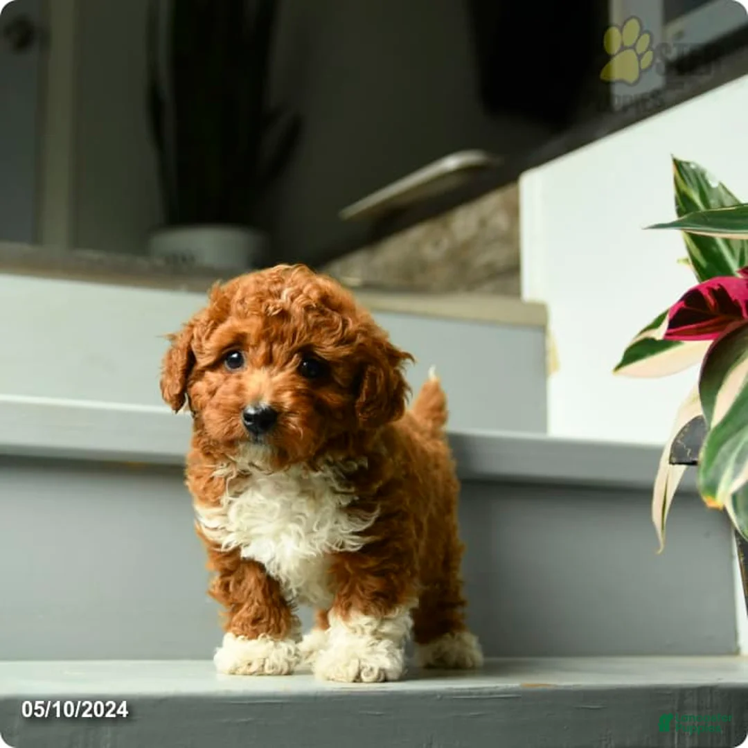 Gallery Image {{count}}