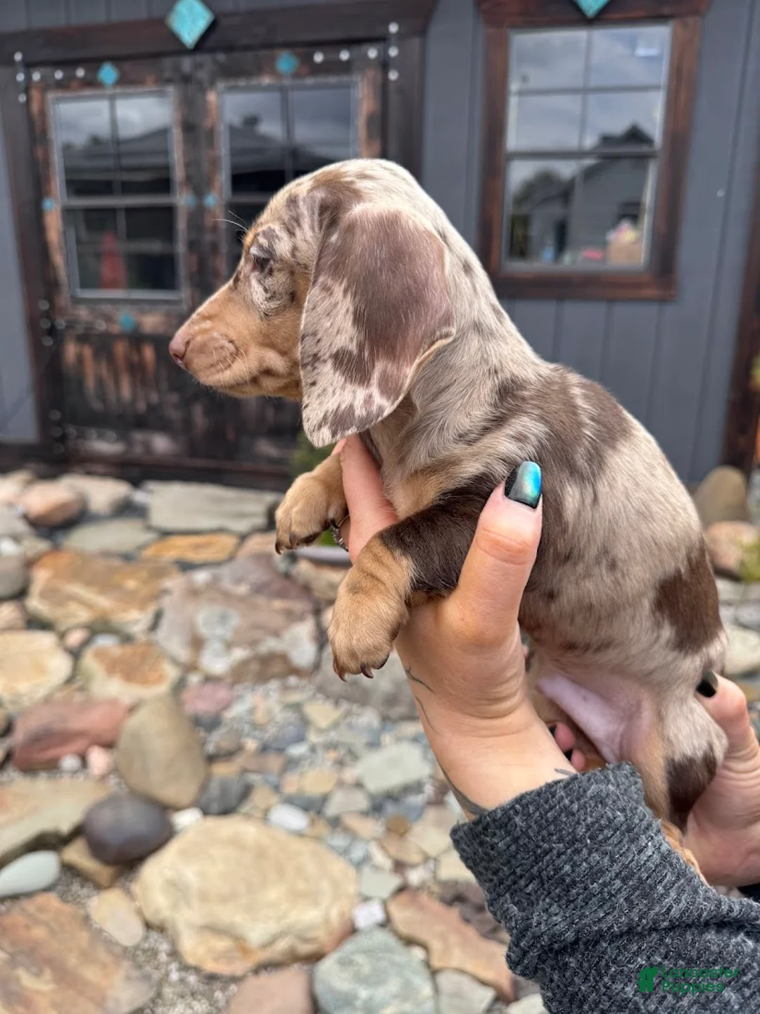 Miniature Dachshund dogs for sale: Miniature Dachshund Puppy 2 - Ad 2