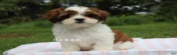 Mixed Breed dogs for sale: Loveda - Ad 6
