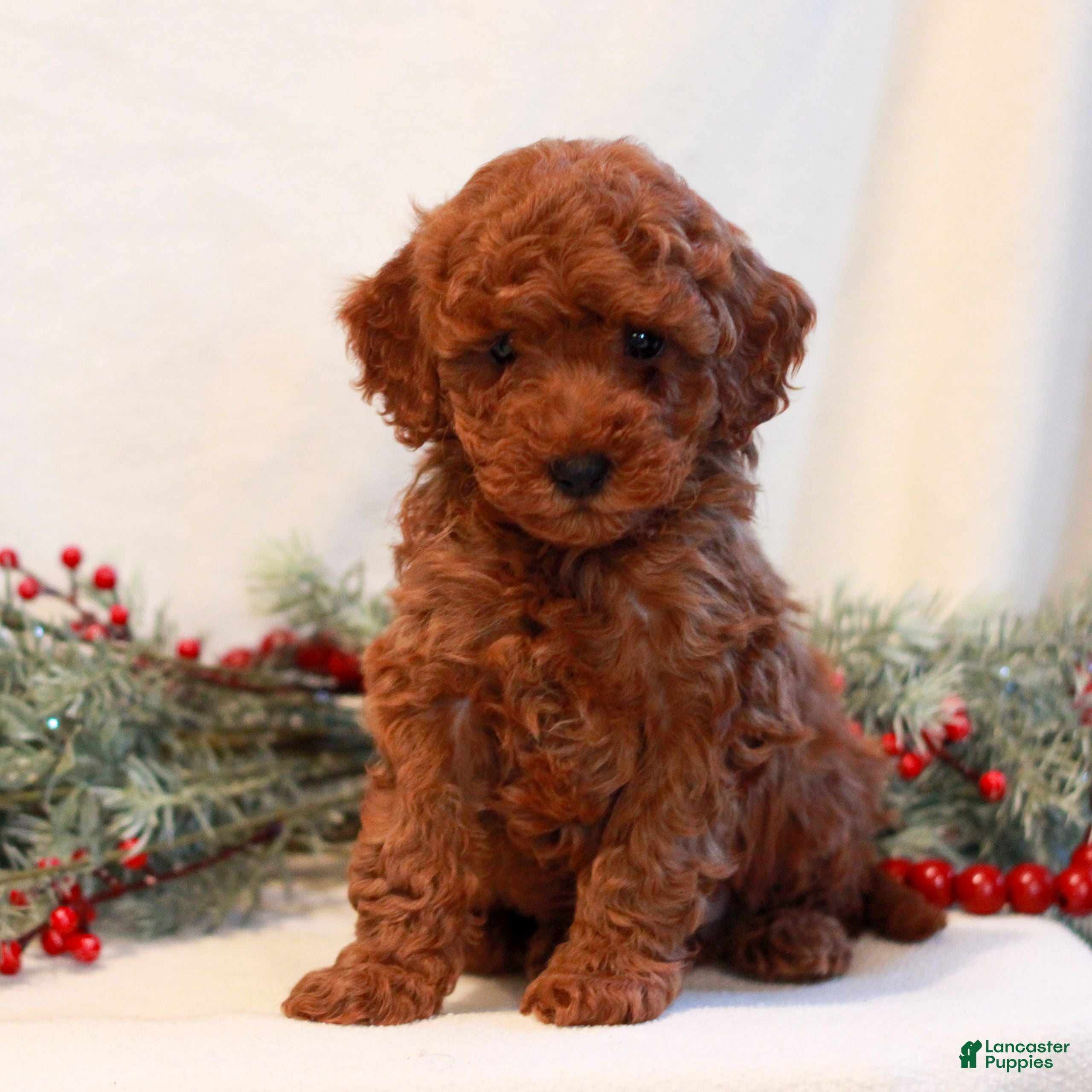 Mini Goldendoodle dogs Flint  - Ad 22