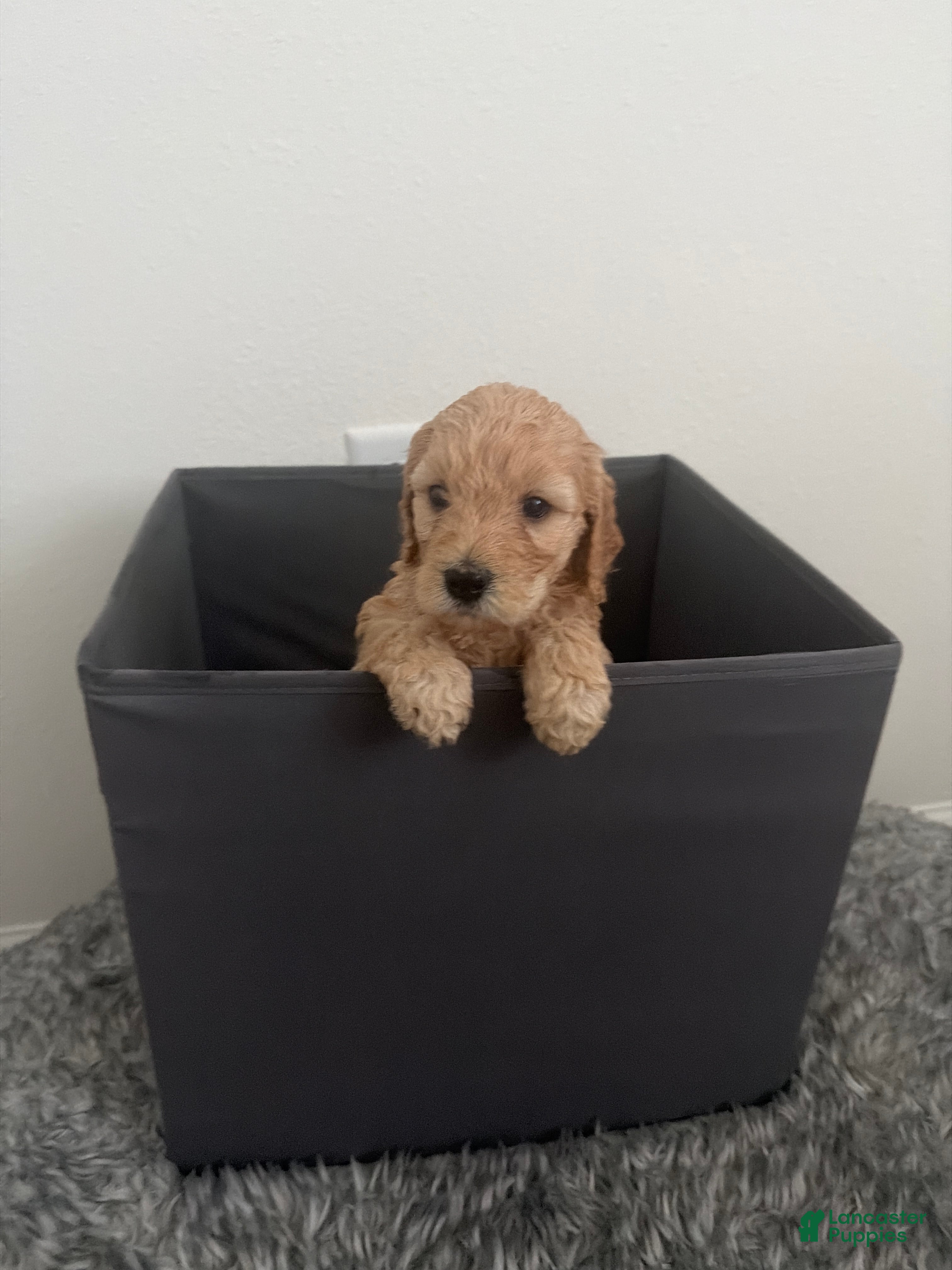 Goldendoodle dogs Goldendoodle (Light Brown) - Ad 42